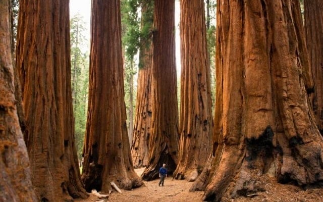 Chinh phục vườn quốc gia Yosemite nước Mỹ với những thắng cảnh nổi tiếng