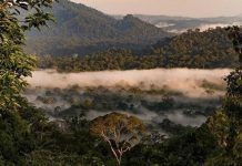 Lạc vào thung lũng Danum Malaysia, khám phá thiên nhiên hoang dã